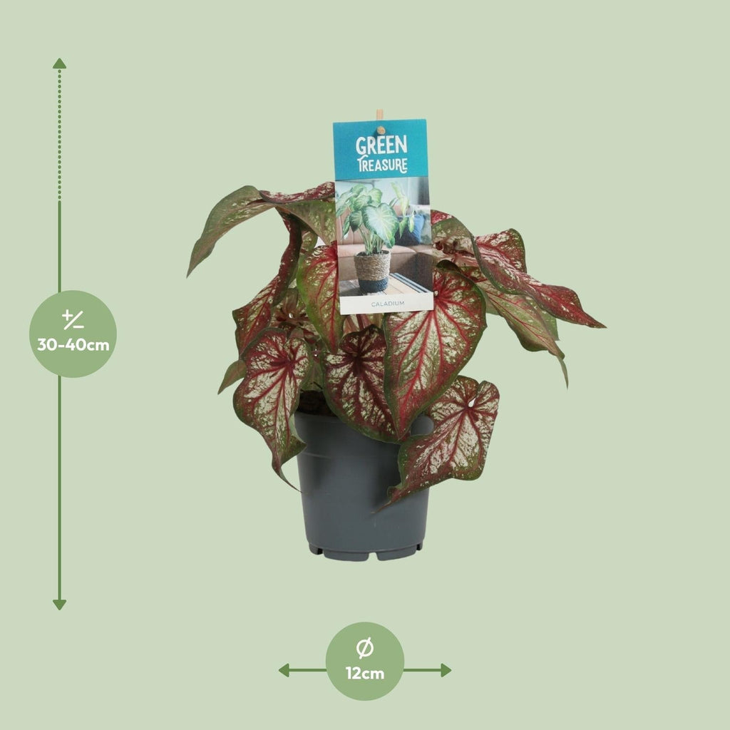 Caladium Bicolor – Engelsschwingen – Ø12cm – ↕25cm – Tropische Zimmerpflanze mit auffälligem Laub – Pflegeleicht & luftreinigend – Plant
