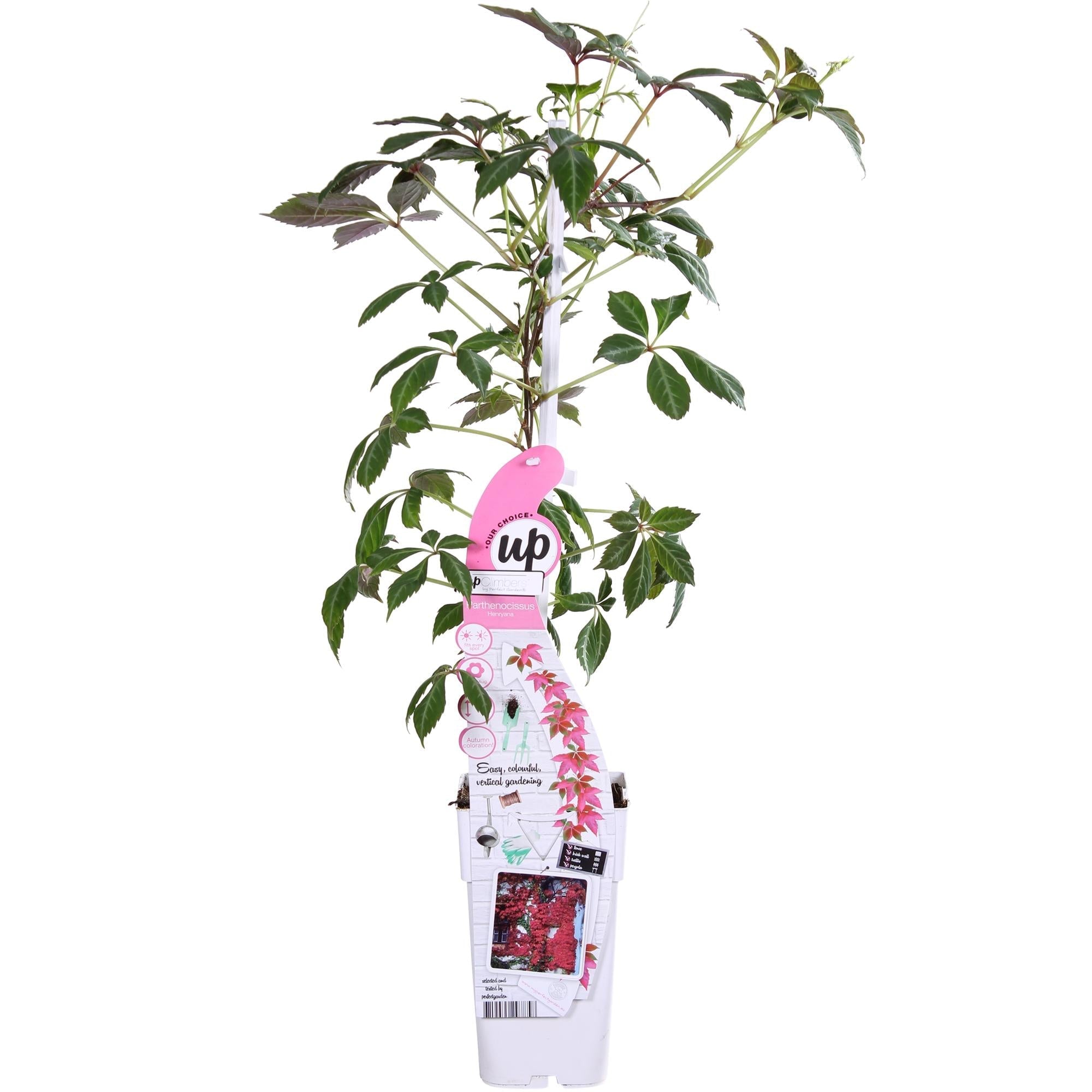 Jungfernrebe – Parthenocissus henryana – Ø15cm – ↕65cm – Farbintensive Kletterpflanze mit roter Herbstfärbung – Plant