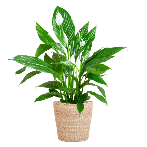 Scheidenblatt – Spathiphyllum – ↕80cm – Ø21cm inkl. Naturkorb – Zimmerpflanze mit weißen Blüten – Pflegeleicht & luftreinigend – Plant