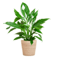 Scheidenblatt – Spathiphyllum – ↕80cm – Ø21cm inkl. Naturkorb – Zimmerpflanze mit weißen Blüten – Pflegeleicht & luftreinigend – Plant