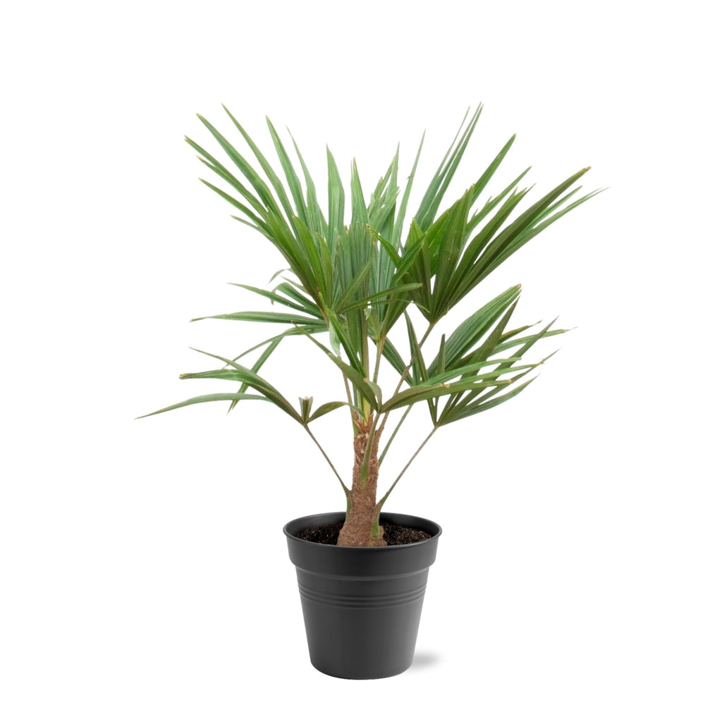 Hanfpalme – Trachycarpus 100cm – Ø21cm – Immergrüne Palme mit fächerförmigen Blättern – Pflegeleicht – Plant