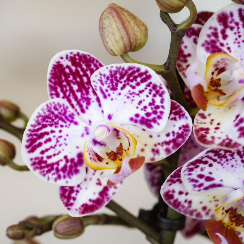 Rosa – Violette Phalaenopsis Orchidee Bora – Ø9cm – Exotische Blüten – Blühende Zimmerpflanze mit 2-3 Trieben – Dekorative Orchidee & Geschenkidee – Plant