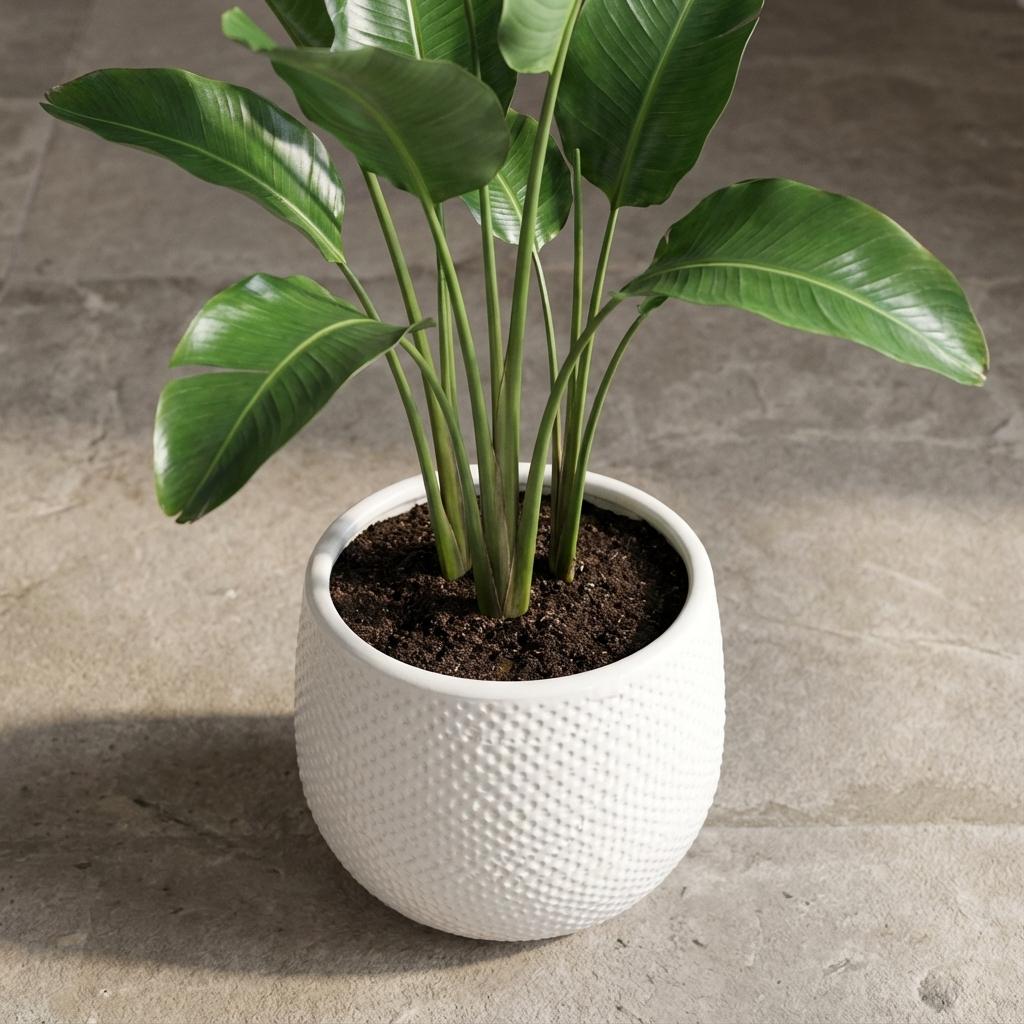 Topf Gabriel Rund Weiß – D14cm – Moderner Keramik Blumentopf – Zeitloser Übertopf für Zimmerpflanzen – Elegant & vielseitig für Wohnraum Balkon & Büro – Plant