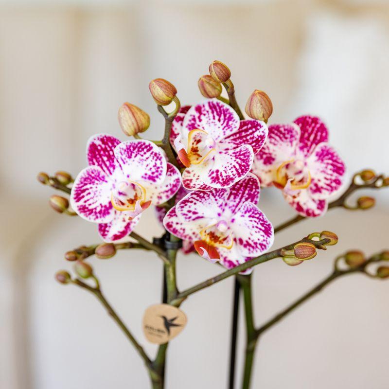 Rosa – Violette Phalaenopsis Orchidee Bora – Ø9cm – Exotische Blüten – Blühende Zimmerpflanze mit 2-3 Trieben – Dekorative Orchidee & Geschenkidee – Plant