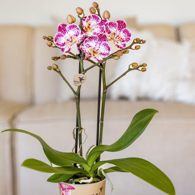 Rosa – Violette Phalaenopsis Orchidee Bora – Ø9cm – Exotische Blüten – Blühende Zimmerpflanze mit 2-3 Trieben – Dekorative Orchidee & Geschenkidee – Plant