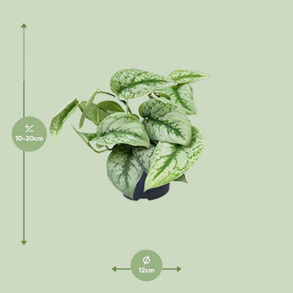 Gefleckte Efeutute – Scindapsus Pictus Trebie – Zimmerpflanze – Ø12cm – 20cm hoch – pflegeleicht – hängende Ranken – Halbschatten – Indoor – Pflanze – Plant