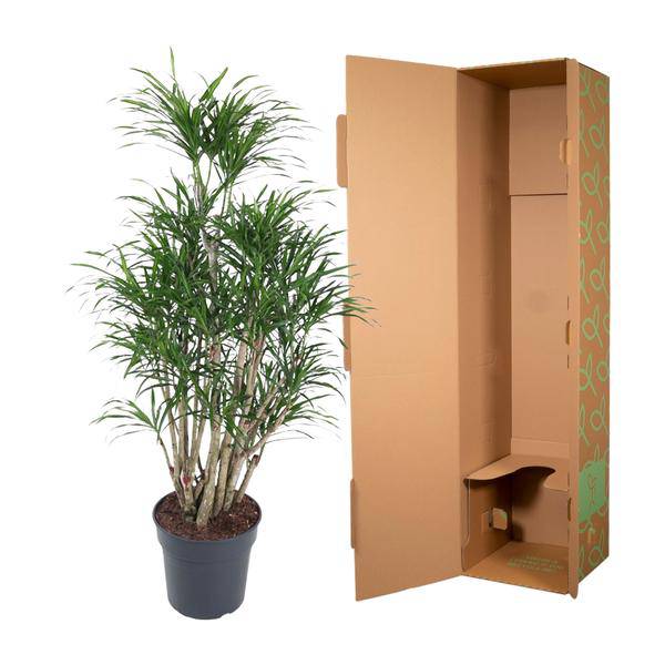 Drachenbaum Zimmerpflanze Ø31cm ↕140cm – pflegeleichte Grünpflanze für Wohnzimmer, Büro & helle Standorte kaufen – Plant