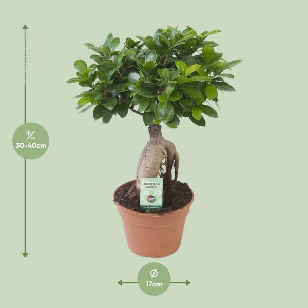 Chinesische Feige Ficus Ginseng Zimmerpflanze Ø17cm ↕40cm – pflegeleichte Grünpflanze für Wohnzimmer, Büro & helle Standorte kaufen – Plant