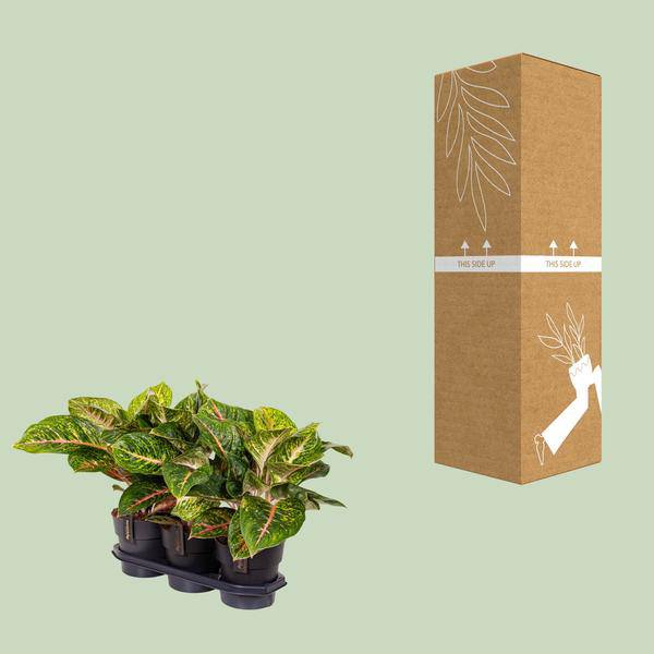 Kolbenfaden – Aglaonema Frühling Rot – Zimmerpflanze – Ø19cm – ca. 60cm hoch – dekorative pflegeleichte Pflanze für Wohnung & Büro – Plant