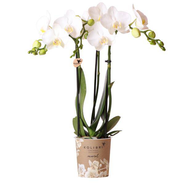 Phalaenopsis Amabilis Weiß Zimmerpflanze Ø9cm – blühende Orchidee für Wohnzimmer, Büro & helle Standorte kaufen – Plant