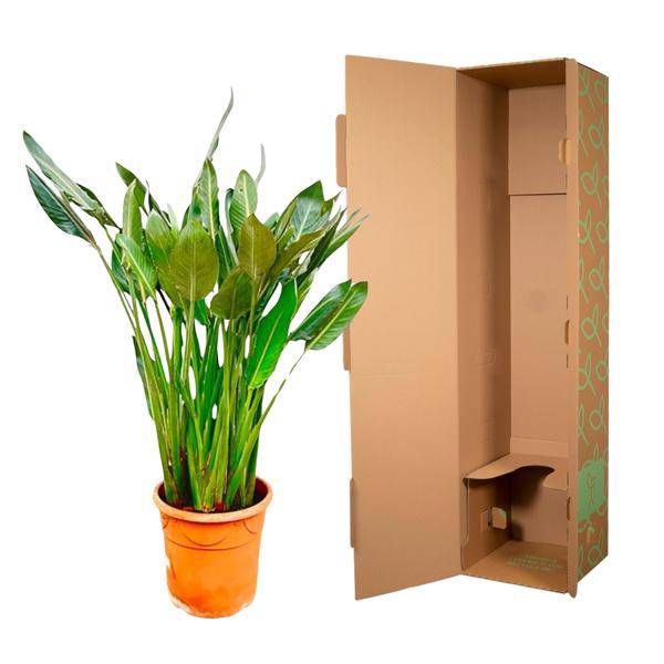 Strelitzia Reginae – Paradiesvogelblume – Zimmerpflanze 160cm – Ø30cm – Exotische Pflanze mit orangefarbenen Blüten – Pflegeleicht – Plant