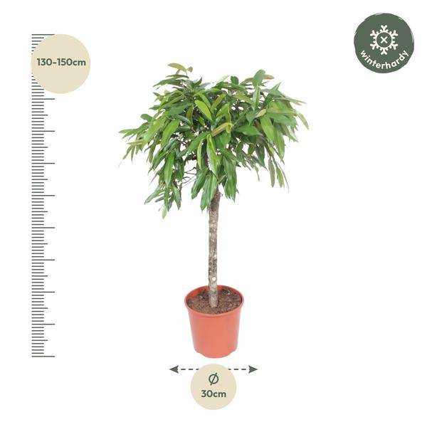Schmalblättriger Gummibaum Ficus binnendijkii Amstel King Zimmerpflanze Ø30cm ↕140cm – pflegeleichte Grünpflanze für Wohnzimmer, Büro – Plant