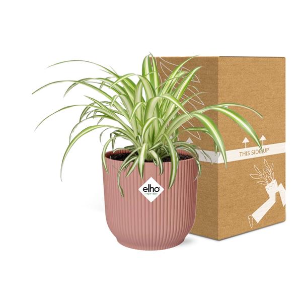 Grünlilie Chlorophytum Comosum Variegatum Zimmerpflanze Ø12cm Ø14cm – pflegeleichte Grünpflanze für Wohnzimmer, Büro & helle Standorte kaufen – Plant