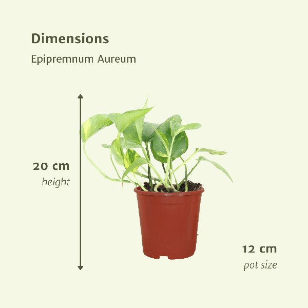Efeutute Epipremnum Aureum Scindapsus Zimmerpflanze Ø12cm ↕20cm – pflegeleichte Grünpflanze für Wohnzimmer, Büro & helle Standorte kaufen – Plant