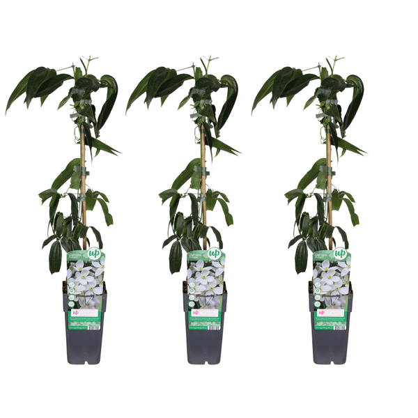 Clematis armandii – Armands Waldrebe – immergrüne Kletterpflanze – Ø15cm – ca. 65cm hoch – weiße duftende Blüten – Plant