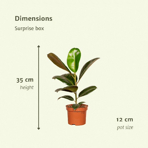 Pflanzen Überraschungsbox Ø12cm ↕25cm – pflegeleichtes Pflanzen Set für Urban Jungle, Fensterbank, Wohnzimmer & Büro – Plant