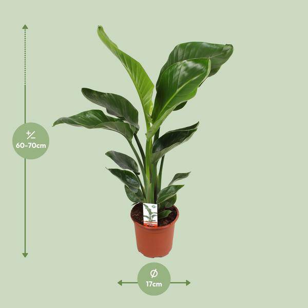 Baum – Strelitzie Strelitzia Nicolai – Zimmerpflanze Ø17cm ↕70cm – exotische Paradiesvogelblume mit tropischem Flair für Wohnzimmer Büro – Plant