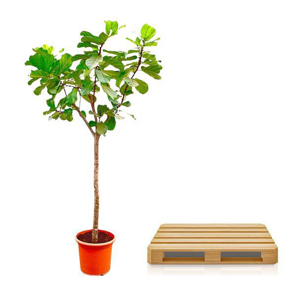 Geigen – Feige – Ficus Lyrata XXL – Zimmerpflanze 300cm – Ø55cm – Exklusive Designpflanze mit großen geigenförmigen Blättern – Tropische XXL – Plant