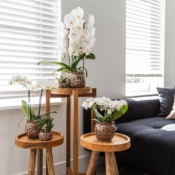 Kombi – Angebot Safari Ziertöpfe 3er Set – Ø6cm, Ø9cm & Ø12cm – Stilvolle Pflanztöpfe für Zimmerpflanzen – Exotisches Dschungel – Design – Plant