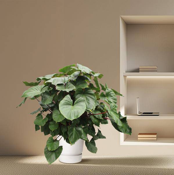 Herzblatt Homalomena Rubescens Maggy Zimmerpflanze Ø60cm ↕170cm – pflegeleichte Grünpflanze für Wohnzimmer, Büro & helle Standorte kaufen – Plant
