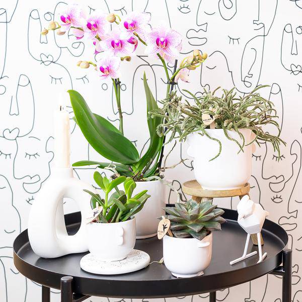 Phalaenopsis Orchidee – Rosa Mineral Rotterdam – Ø9cm – Blühende Zimmerpflanze – 2-3 Zweige – Pflegeleicht & dekorativ – Für Wohnzimmer, Büro & Bad – Plant