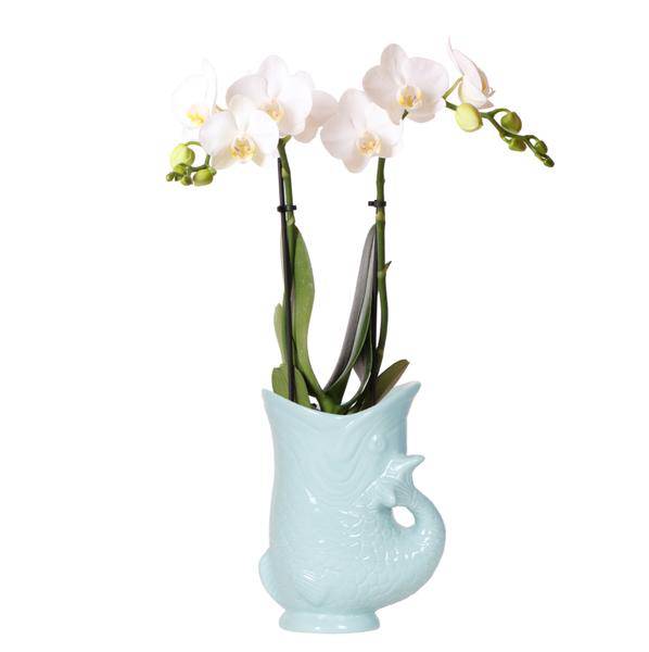 Phalaenopsis Orchidee Amabilis Weiß + Fish Ziertopf Türkis – Ø9cm – Elegante weiße Zimmerorchidee im sommerlichen, leuchtend blauen Topf – Plant