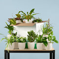 Zimmerpflanzen Set – 12 Pflanzen inkl. Übertopf – Überraschungsbox Rette Mich – Zimmerpflanzen für Zuhause, Büro & DIY – Pflanzenliebhaber – Plant