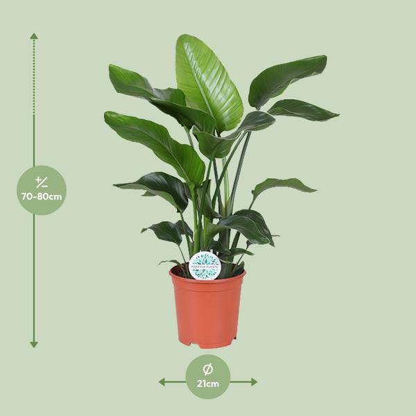 Baum – Strelitzie Strelitzia Nicolai Zimmerpflanze Ø21cm ↕80cm – tropische Grünpflanze für Wohnzimmer, Büro & helle Standorte kaufen – Plant