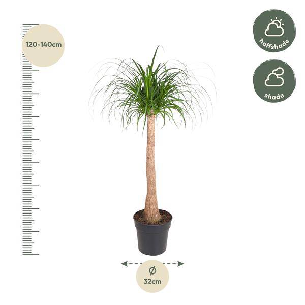 Elefantenfuß Zimmerpflanze Ø32cm ↕120cm – pflegeleichte Grünpflanze für Wohnzimmer, Büro & helle Standorte kaufen – Plant