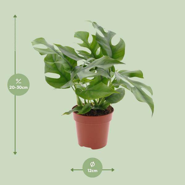 Fensterblatt – Monstera Minima – Zimmerpflanze – Ø12cm – Höhe ca. 25cm – Tropische Kletterpflanze mit gespaltenen Blättern – Plant
