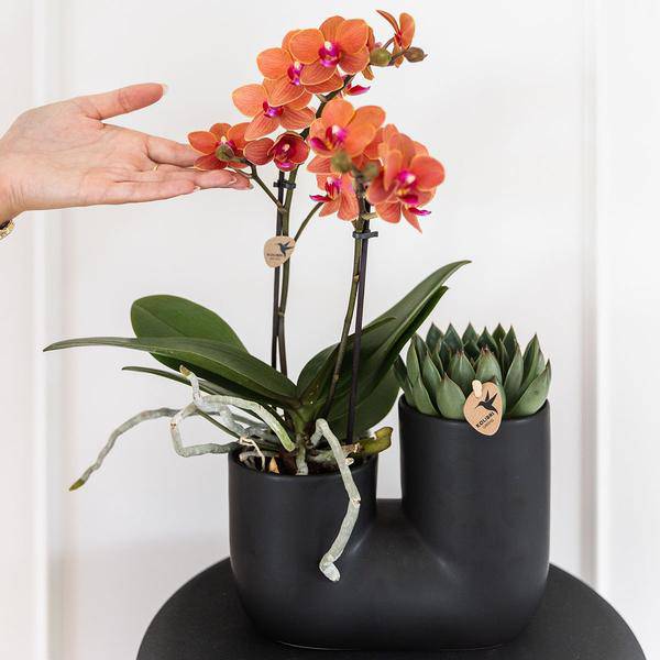 Röhre Ziertopf Schwarz – Duo – Keramiktopf für zwei Pflanzen Ø9cm – Blumentopf für Orchideen, Sukkulenten & Zimmerpflanzen – Robust & dekorativ – Plant