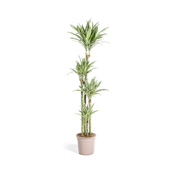 Drachenbaum Dracaena Deremensis White Stripe Zimmerpflanze Ø27cm ↕180cm – pflegeleichte Grünpflanze für Wohnzimmer, Büro & helle Standorte kaufen – Plant