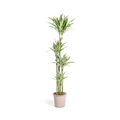 Drachenbaum Dracaena Deremensis White Stripe Zimmerpflanze Ø27cm ↕180cm – pflegeleichte Grünpflanze für Wohnzimmer, Büro & helle Standorte kaufen – Plant