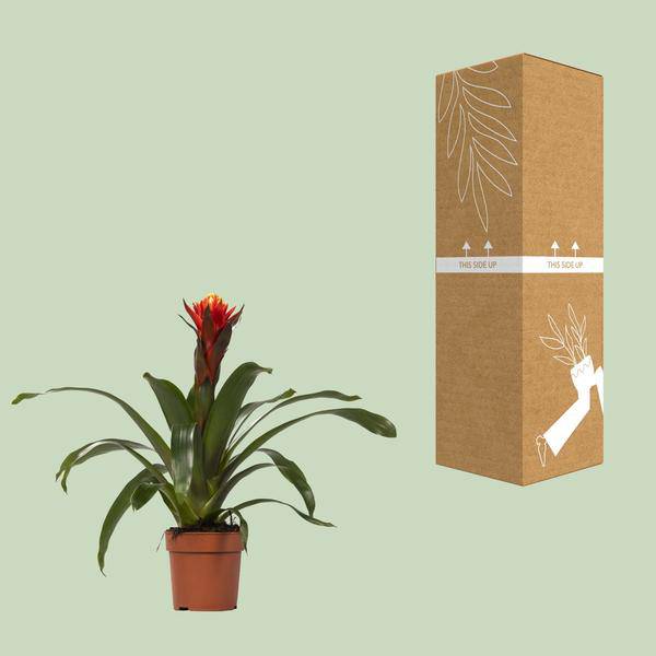 Bromelie – Guzmania Happiness – Zimmerpflanze – Ø12cm – ↕45cm – Exotische Blühpflanze mit leuchtenden Hochblättern – Pflegeleicht & dekorativ – Plant