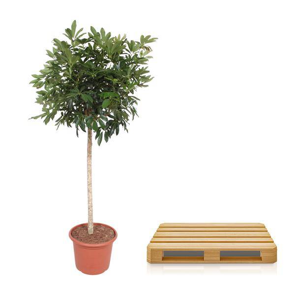 Strahlenaralie Schefflera Arboricola Compacta Zimmerpflanze Ø45cm ↕190cm – pflegeleichte Grünpflanze für Wohnzimmer, Büro & helle Standorte – Plant