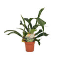 Geweihfarn Platycerium bifurcatum Zimmerpflanze Ø12cm ↕35cm – pflegeleichte Grünpflanze für Wohnzimmer, Büro & helle Standorte kaufen – Plant