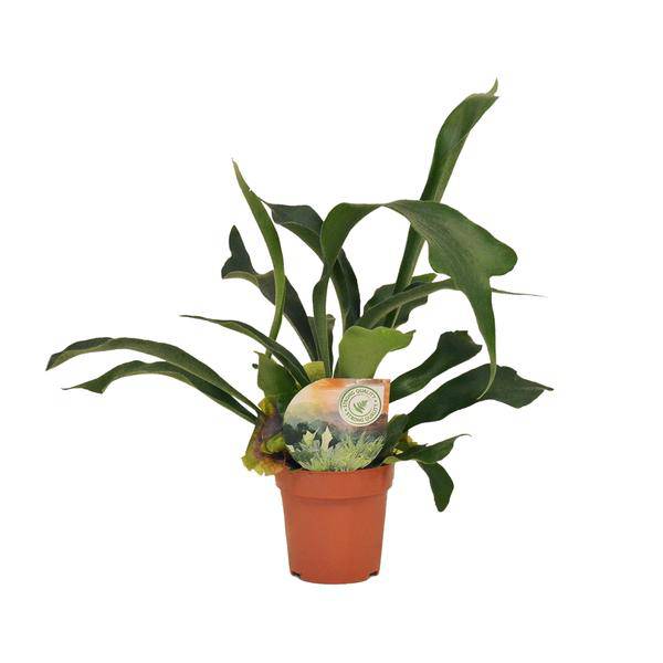 Geweihfarn Platycerium bifurcatum Zimmerpflanze Ø12cm ↕35cm – pflegeleichte Grünpflanze für Wohnzimmer, Büro & helle Standorte kaufen – Plant