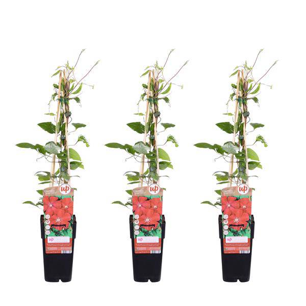 Waldrebe Kletterpflanze Ø15cm ↕65cm – winterharte Pflanze für Garten, Balkon, Terrasse, Kübel & Beet online kaufen – Plant