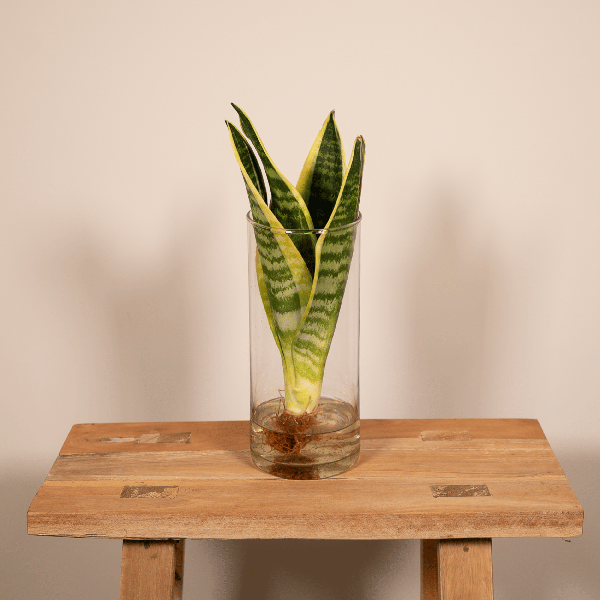 Sansevieria im Glaszylinder – Ø12cm – ↕30cm – Pflegeleichte Zimmerpflanze im dekorativen Glasgefäß – Luftreinigend & robust – Plant