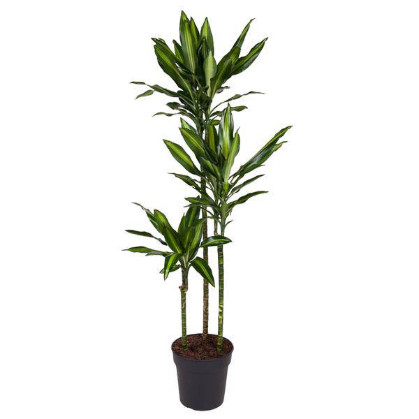 Drachenbaum Zimmerpflanze Ø24cm ↕160cm – pflegeleichte Grünpflanze für Wohnzimmer, Büro & helle Standorte kaufen – Plant
