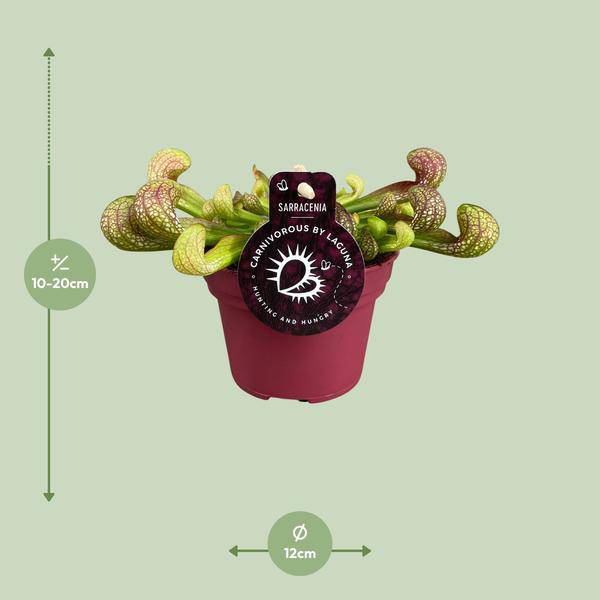 Papageien-Schlauchpflanze Sarracenia Psittacina – Zimmerpflanze – Ø12cm – ↕13cm – Exotische Fleischfressende Pflanze – Pflegeleicht & Halbschatten geeignet – Für Innenräume & kleine Gärten – Plant