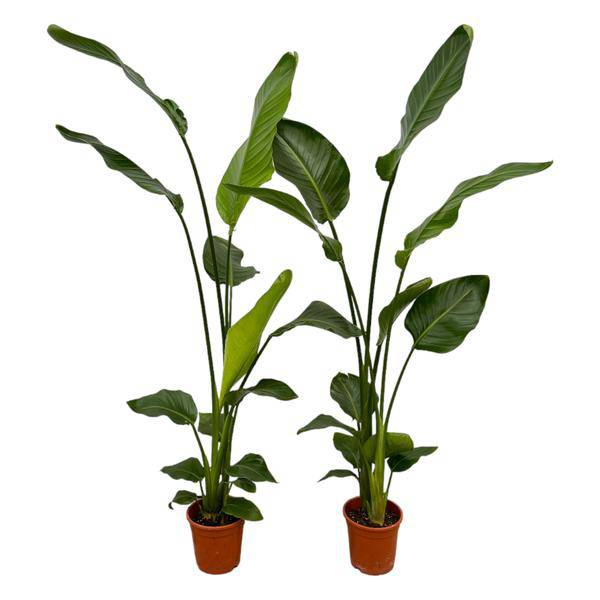 Strelitzia Nicolai – Baum-Strelitzie – 2 Pflanzen – Zimmerpflanzen ca. 130cm – ø17cm – Weißer Paradiesvogel – Tropische XL-Grünpflanzen für Wohnzimmer, Büro & Wintergarten – Plant