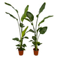 Strelitzia Nicolai – Baum-Strelitzie – 2 Pflanzen – Zimmerpflanzen ca. 130cm – ø17cm – Weißer Paradiesvogel – Tropische XL-Grünpflanzen für Wohnzimmer, Büro & Wintergarten – Plant