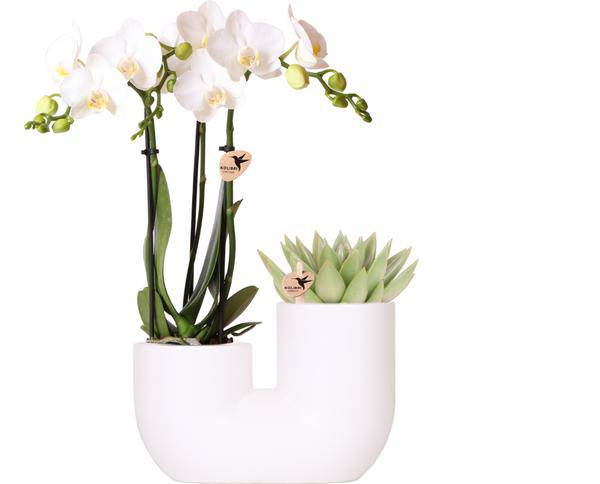 Amabilis Orchidee Weiß & Sukkulente im Tube – Dekotopf Weiß Ø9cm – Pflanzset – Elegantes Duo aus Orchidee mit 2-3 Blütenstielen & Sukkulente – Plant