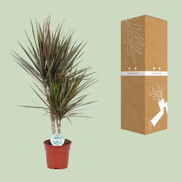 Drachenbaum Dracaena Bicolor – Zimmerpflanze Ø17cm ↕75cm – pflegeleichte luftreinigende Blattschmuckpflanze für Innenräume – Plant