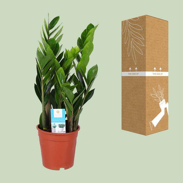 Glücksfeder – Zamioculcas Zamiifolia – Ø17cm – ca. 60cm hoch – pflegeleichte Zimmerpflanze für halbschattige Standorte – luftreinigende Grünpflanze – Plant