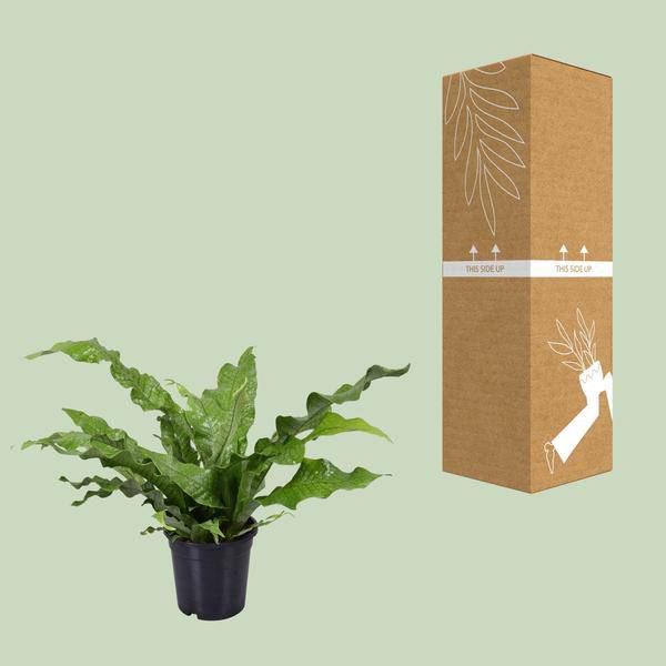 Känguru – Farn – Microsorum Diversifolium – Zimmerpflanze – Ø17cm – ↕45cm – pflegeleichter Farn für Innenräume – Grünpflanze für Zuhause & Büro – Plant