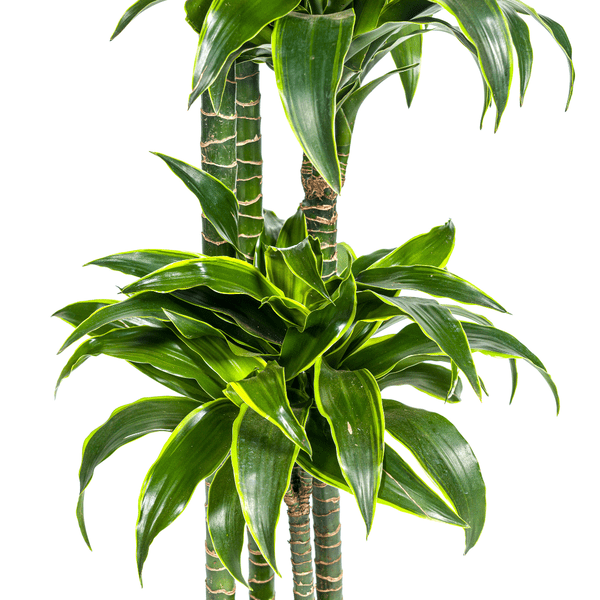 Drachenbaum Dracaena Deremensis Dorado Zimmerpflanze Ø27cm ↕180cm – pflegeleichte Grünpflanze für Wohnzimmer, Büro & helle Standorte kaufen – Plant