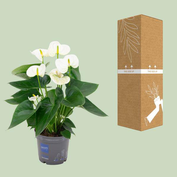 Flamingoblume Anthurium Weiß Zimmerpflanze Ø12cm ↕43cm – pflegeleichte Grünpflanze für Wohnzimmer, Büro & helle Standorte kaufen – Plant