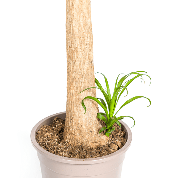 Beaucarnea Recurvata – Elefantenfuß – Zimmerpflanze – Ø27cm – ↕120cm – Pflegeleichte Sukkulente mit markantem Stamm – Luftreinigende Pflanze für Zuhause & Büro – Plant
